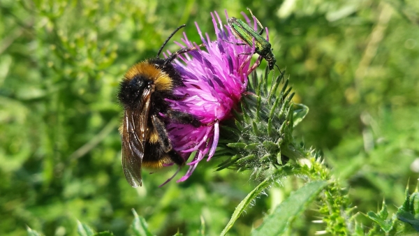 Apiculture : année noire en 2024 !