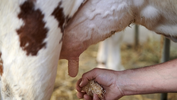 Lactalis : En Haute-Saône, 57 élevages touchés