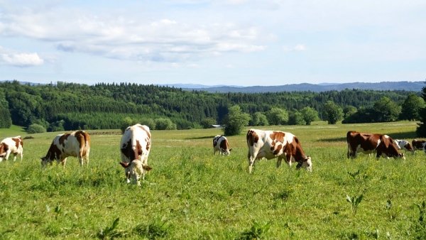 Les bénéfices cachés de l’élevage