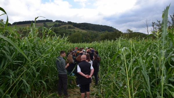 Le sorgho à l’essai depuis 4 ans à Jalogny