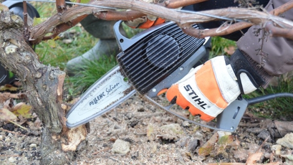 Gérer les dépérissements de la vigne et pallier l'accroissement des ceps improductifs