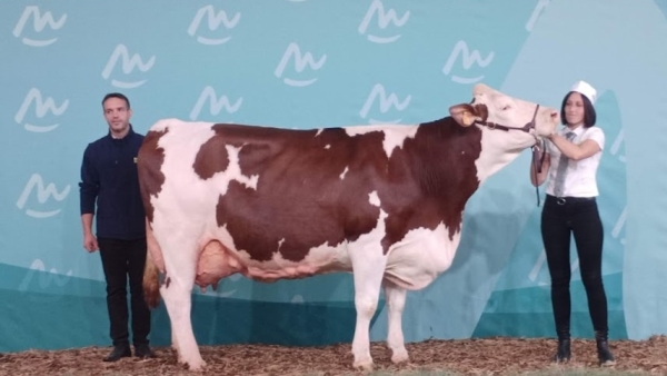 Concours de la race montbéliarde : Obergine a brillé à Cournon