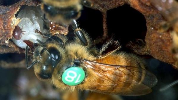 Fanny Mondet, médecin des abeilles