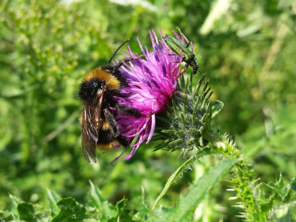 Apiculture : année noire en 2024 !