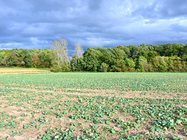 Apport d’azote en végétation à l’automne sur colza, de nouvelles possibilités réglementaires