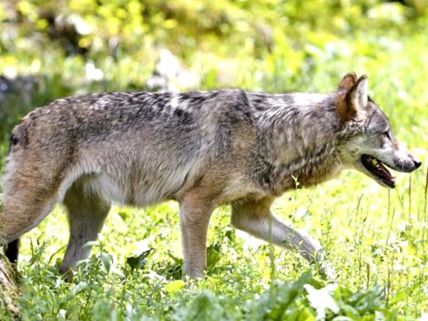 « Les loups ne se mangent pas entre eux »