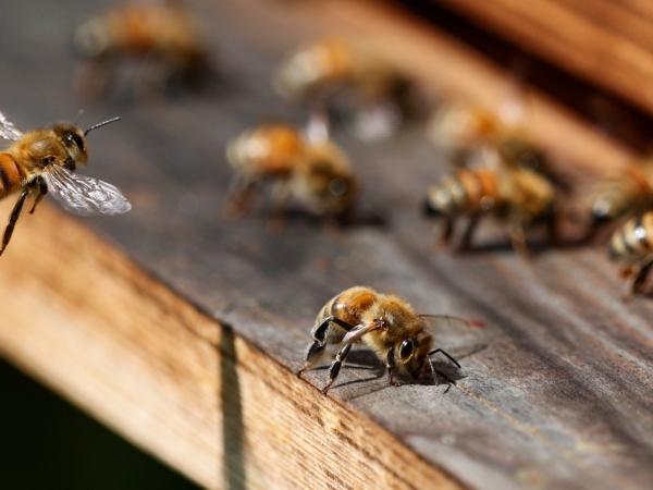 A la recherche d'expériences professionnelles apicoles 