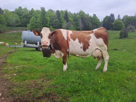 Production laitière Bio dans le Haut Jura, une installation réussie