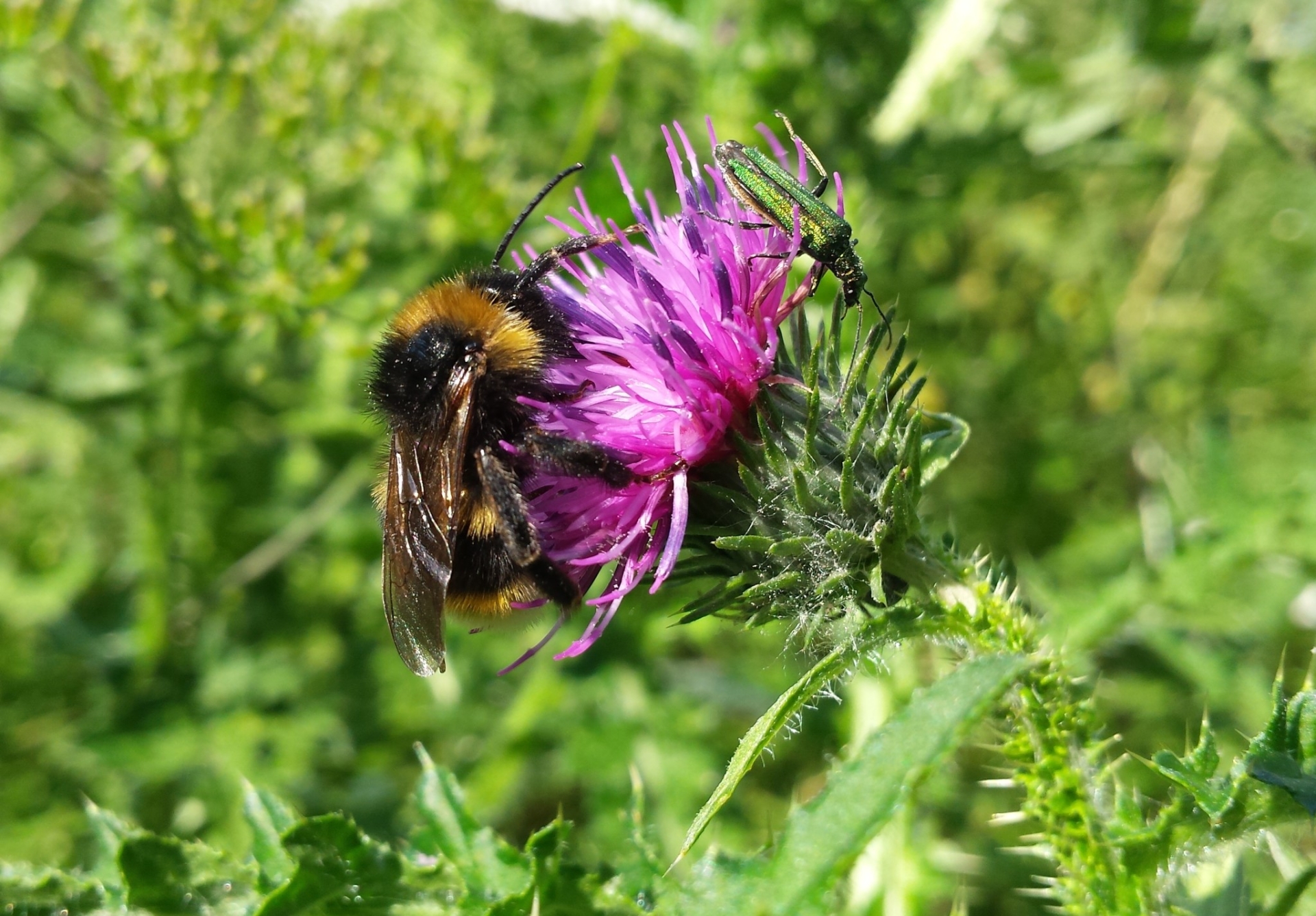 Apiculture : année noire en 2024 !