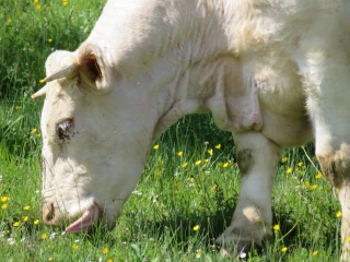 Sécuriser la mise à l’herbe au temps de la FCO et de la MHE