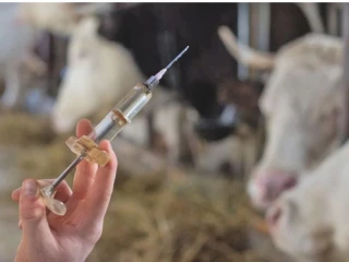 La vaccination obligatoire et gratuite en zone réglementée s’organise collectivement