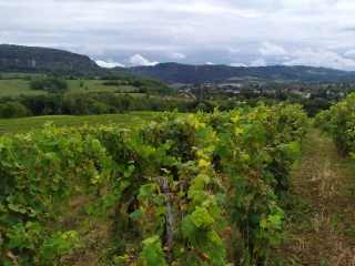 Un vrai dilemme pour les vignerons