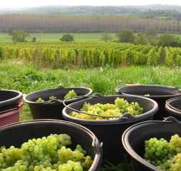 Des vendanges qui prennent leur temps