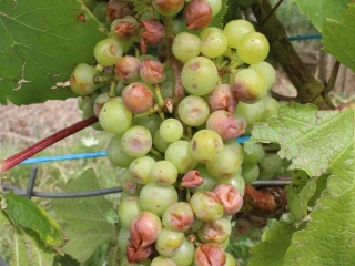 Vignoble jurassien : des dégâts localisés mais parfois sévères