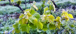 Le pire scénario pour la vigne