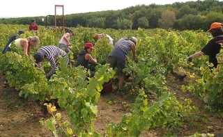 La filière vinicole recrute