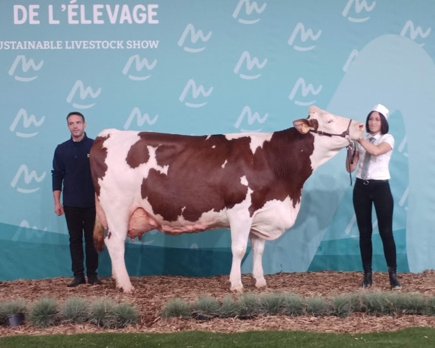 Concours de la race montbéliarde : Obergine a brillé à Cournon