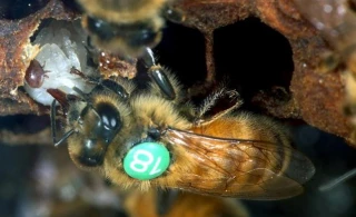 Fanny Mondet, médecin des abeilles